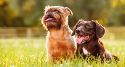 A importância da vitamina D3 para os pets