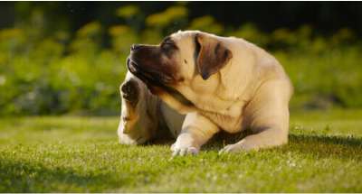 Os problemas que as pulgas podem trazer