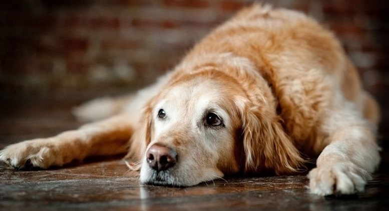 Osteoartrite em cães e gatos 