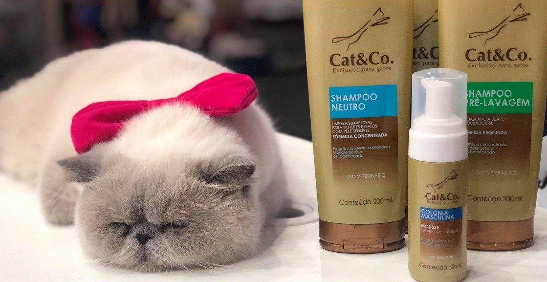 Banho em gatos - o passo a passo