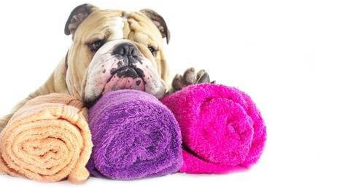 Centro de Estética: Cães de pelagem curta