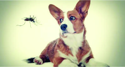 Aedes Aegypti é uma ameaça aos pets?