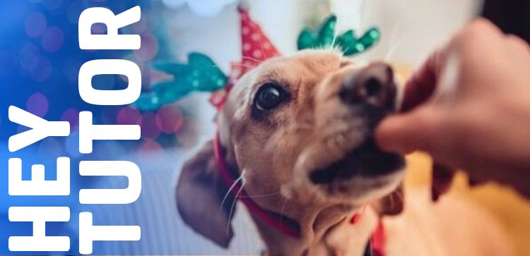 Hey Tutor: Ceia de Natal: confira os alimentos permitidos e proibidos para o seu pet