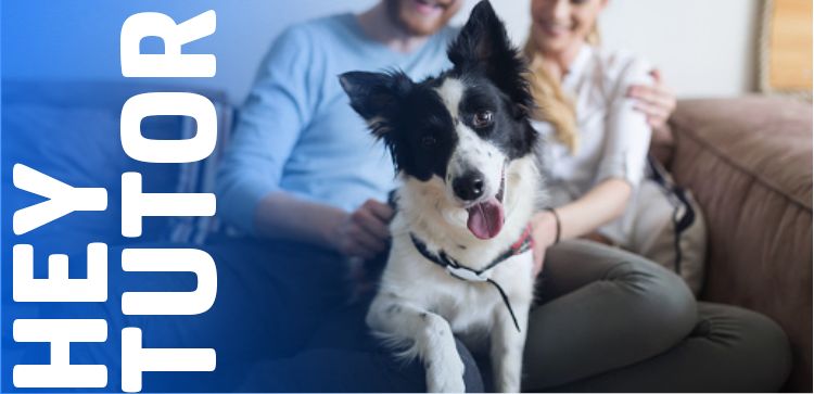 Hey Tutor: novo pet na área? Saiba tudo que ele precisa!