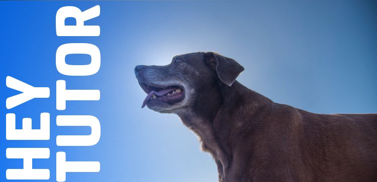 Hey Tutor: Quantos anos seu pet tem?  10 sinais que ele já é idoso!