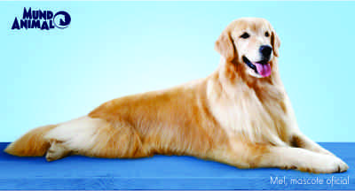 A pelagem dos pets também deve ser hidratada! 