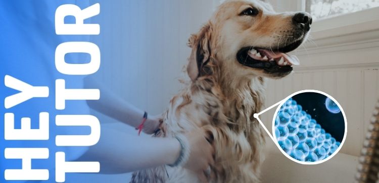 Hey Tutor: Confira uma visão microscópica do que acontece com seu pet no banho!